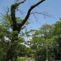 宮城移動運用報告②