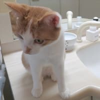 猫はどうして洗面台が好きなんだろう