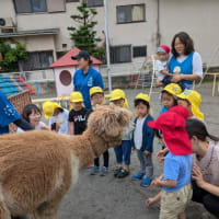 アルパカが来た❗