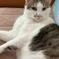 寝顔が可愛いラブ君