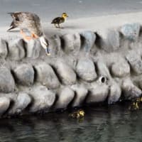 カルガモ赤ちゃん出会いました