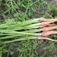 トウモロコシの雄花、出始めてグミの実、熟す