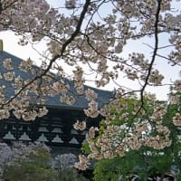 奈良の桜 2
