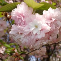 造幣局『桜の通り抜け』開幕