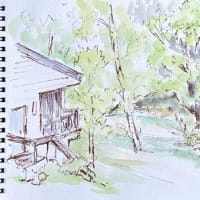 薬草観察と山菜採りツアー（３）