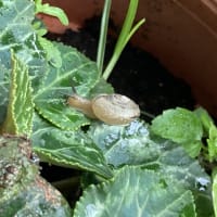 アブラムシの次