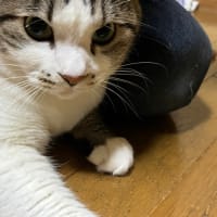 さくらんぼ🍒
