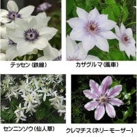 小次郎と春の草花－クレマチス・ペトリエイ－