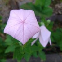 夏バテ始めました