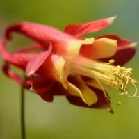 鉢で咲く「カナダオダマキ」