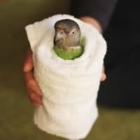 インコ巻き