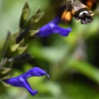 庭で咲く花たち　メドーセージの花にホウジャクが飛来　　　45