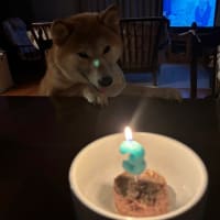 犬太の誕生日　３歳