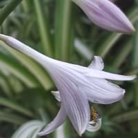 水無月二十日大安JULIEday前日。blog七千日目の朝に擬宝珠開花
