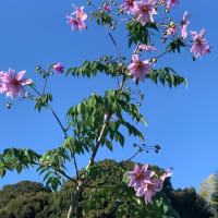 皇帝ダリア
