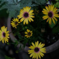 ●我が家の５月の花（５）　オステオスペルマムとトレニア　シルバーレース　ミニトマトの花　シラン
