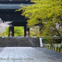 桜雨