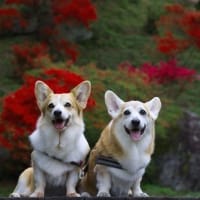 浮嶽つつじ園