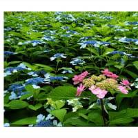あじさい　薄紫・茜の詩情