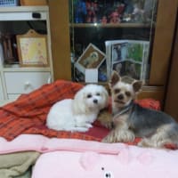 綺麗になりました