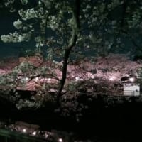 ママと夜桜🌸見物
