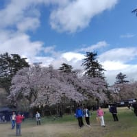 弘前の桜は満開に