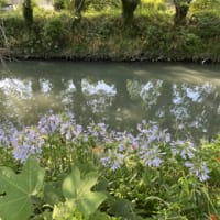 22日から28日までのウォーキングプラスα
