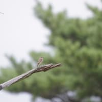 平原で見た鳥たち