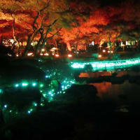 晩秋の由志園(松江市)の紅葉とライトアップ　2019年11月26日　その1