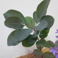 篠窪（しのくぼ）の隣町 秦野市西公民館「花といっしょに」の皆さんが６月の花を生ける(2025/06/03～06/10）