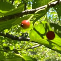 6月前半の地元の空とお花 & 鉄