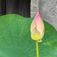 蓮の上