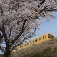 山陽本線115系N編成　満開の桜を見上げる　2024-04-06