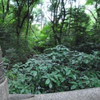 明治神宮御苑　　明治天皇ゆかりの由緒ある花菖蒲苑　　　1