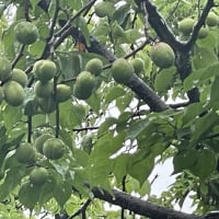 梅雨