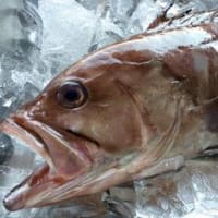 「クエ」の煮物。煮魚の美味しい作り方。