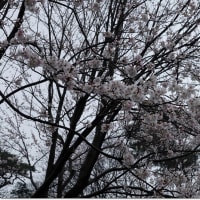 井の頭公園の桜はまだまだでした
