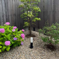 植木屋さんに庭木の剪定をしてもらいました