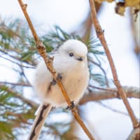 ぼく、シマエナガ😃　7月3日