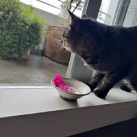 シャコバが咲いた。