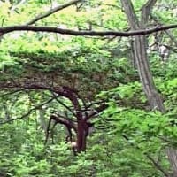 海鳥のサンクチュアリ　天売島と森林浴を楽しむメルヘンの焼尻島　５７回目　焼尻島