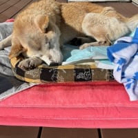 コテツさん、虹の橋を渡りました