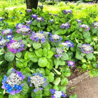 アジサイたち、ちょっと元気がないかな～相模原北公園で