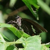 9月最初の教室　ナンバンギセル咲く森