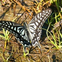 梅雨時の楽しみ「晴写雨読」