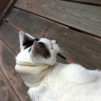 花の名前とか、ぼたんのこととか