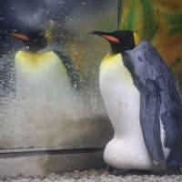 王様ペンギンの抱卵姿勢