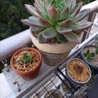 ログインが面倒で…