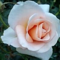 ５月　２１日