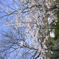 鎌倉桜